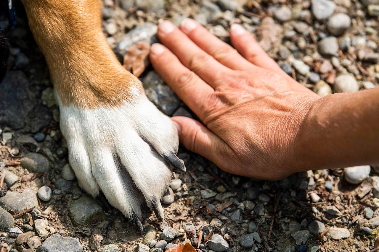 犬と人の手