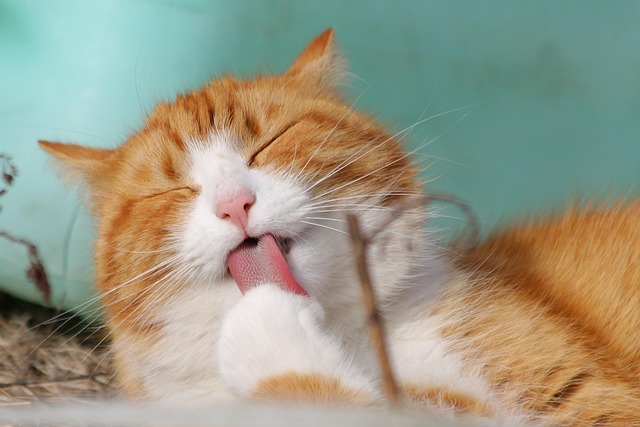 猫がくつろぐ様子