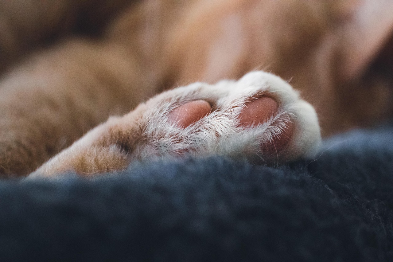 質問を考えている様子の犬