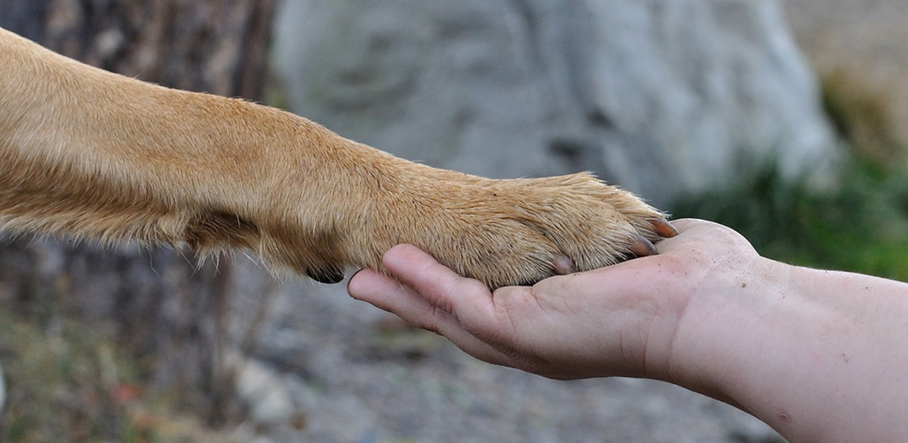 犬と人が優しく触れ合う様子